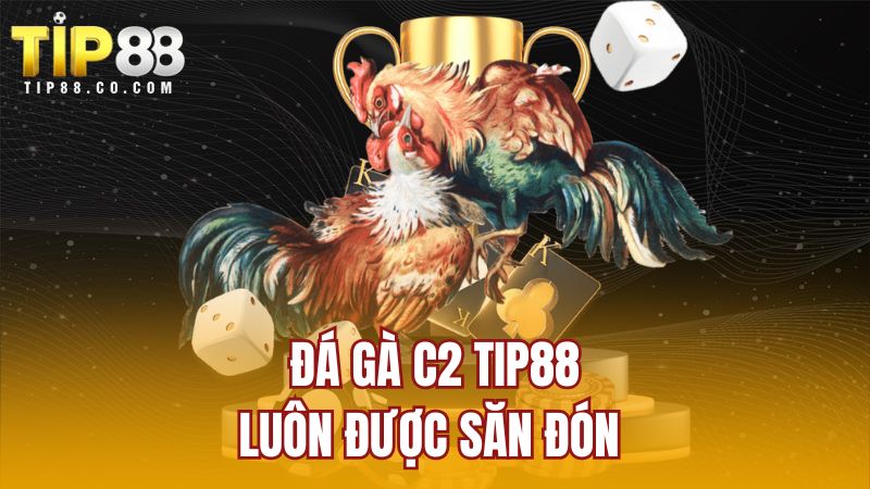 Đá gà C2 TIP88 luôn được săn đón 
