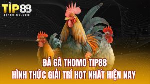 Đá Gà Thomo TIP88 - Hình Thức Giải Trí Hot Nhất Hiện Nay