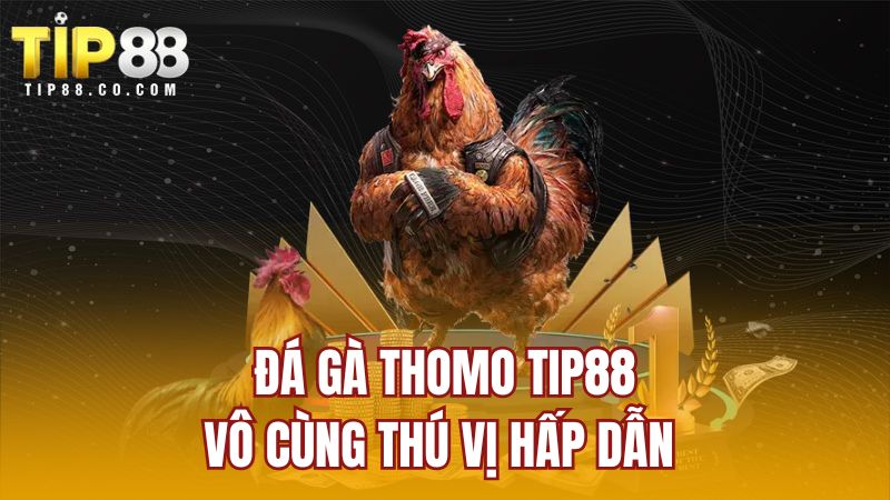 Đá gà Thomo TIP88 vô cùng thú vị hấp dẫn 