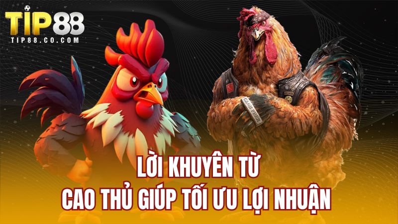 Lời khuyên từ cao thủ giúp tối ưu lợi nhuận 
