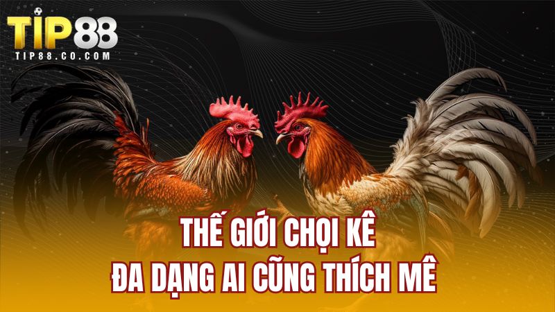 Thế giới chọi kê đa dạng ai cũng thích mê 