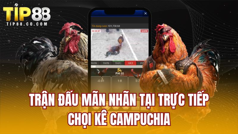Trận đấu mãn nhãn tại trực tiếp chọi kê Campuchia